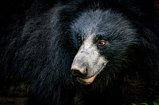 Sloth bear portrait