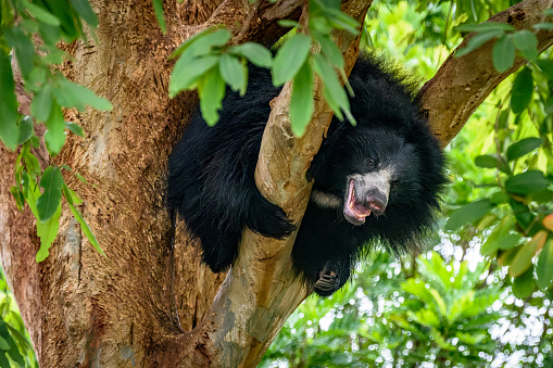 Feeling threatened, the sloth bear climbed into a treetop and furiously shows its teeth in defense.