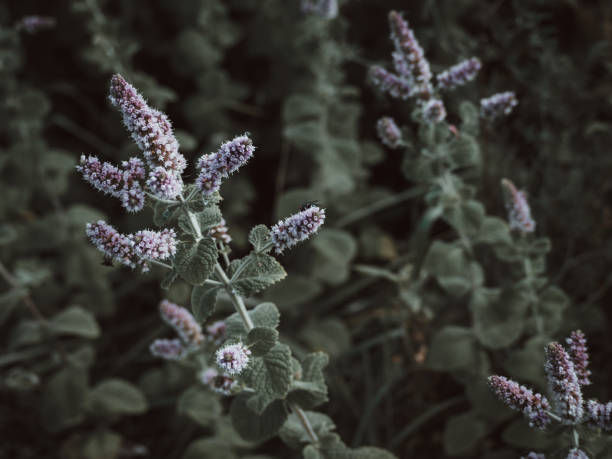 Beautiful Horse Mint (Mentha Iongifolia) flowers in Wales, UK