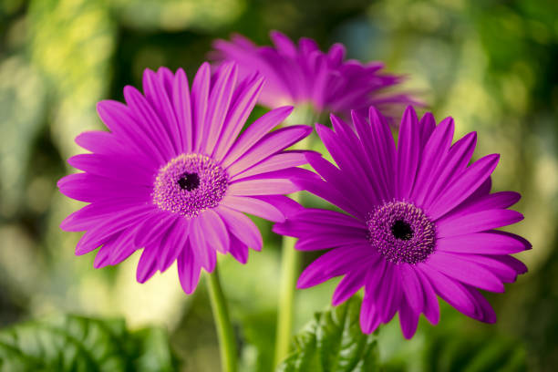 istock Gerbera flowers close-up 1980966906