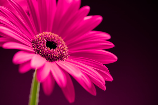 Close-up of a beautiful pink Gerbera flower on a dark background. Space for copy.