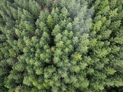 Seen from a bird's eye view, a thick forest of Douglas fir trees thrives in Molalla River Valley, Oregon. Oregon, and the Pacific Northwest in general, is known for its vast forest resources.
