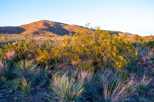 Creosote bush, Lihue Calel National Park, La Pampa, Argentina