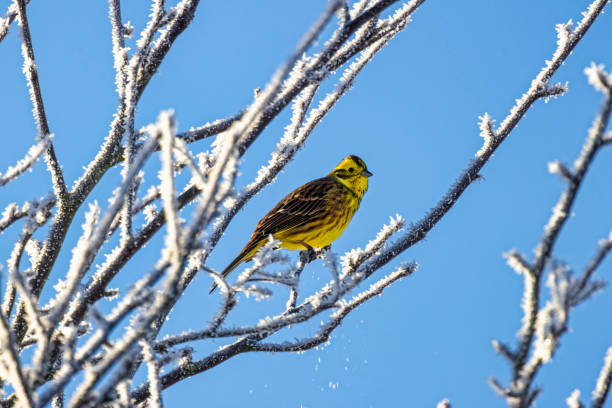 yellowhammer in winter - chorągiewka zdjęcia i obrazy z banku zdjęć