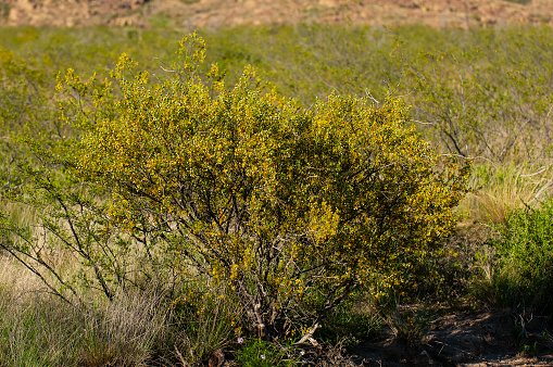 Creosote bush, Lihue Calel National Park, La Pampa, Argentina
