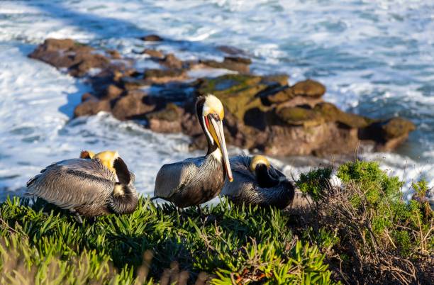 Pelican Bird perched on rock cliff above Pacific Ocean