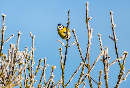 Blue Tit bird stting on a frosty branch,