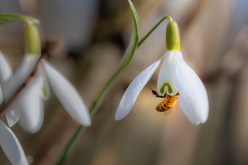 wild bee close up