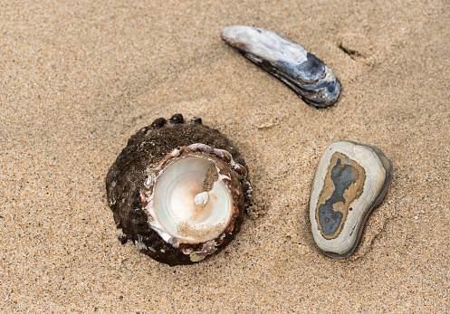 Shells and rock are left strewn on the sand by a retreating tide.