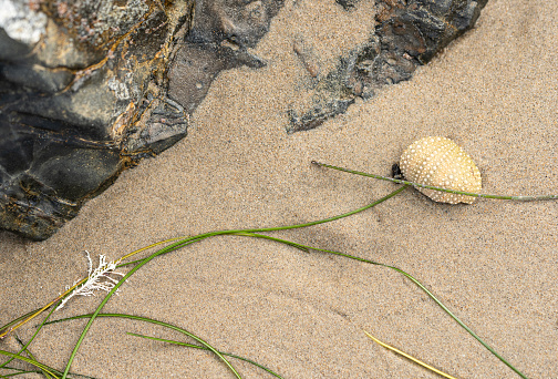 A retreating tide leaves a shell and seaweed strewn on the rocky shore.