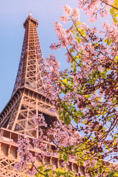 istock Spring's Splendor: Cherry Blossoms in Bloom with the Eiffel Tower Backdrop in  Paris, France 1981004909