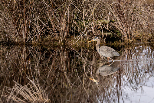 Great Blue Heron hunting for food in a marsh, Delta, British Columbia, Canada.