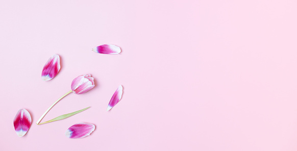 One tulip with petals scattered around it lies on the left on a pink background with copy space, flat lay close-up.