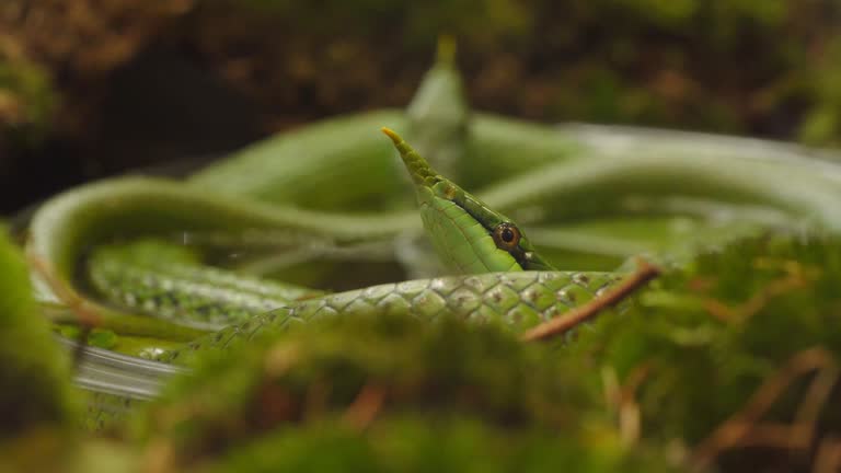 Macro Shot of Rhinoceros Ratsnake (Gonyosoma boulengeri) Coiled With Head Sticking Out