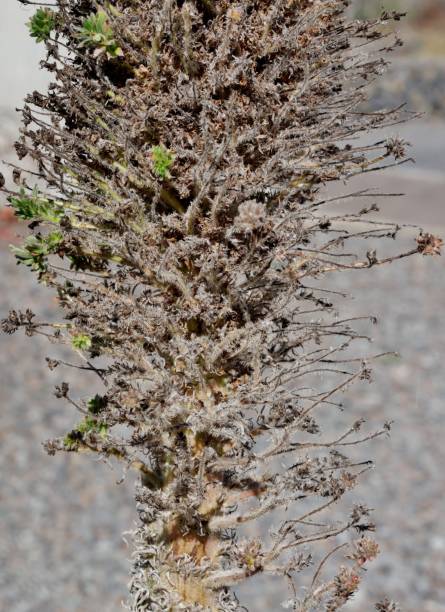 istock Dryed plant on La Palma 1981025228