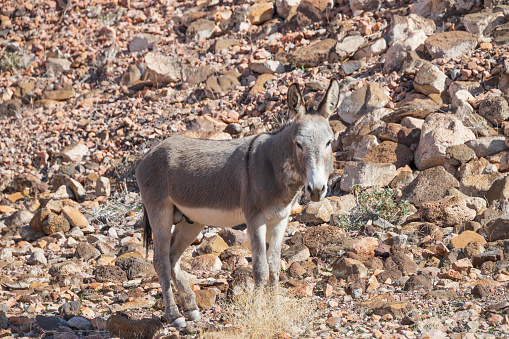 A single wild burro stands in the desert