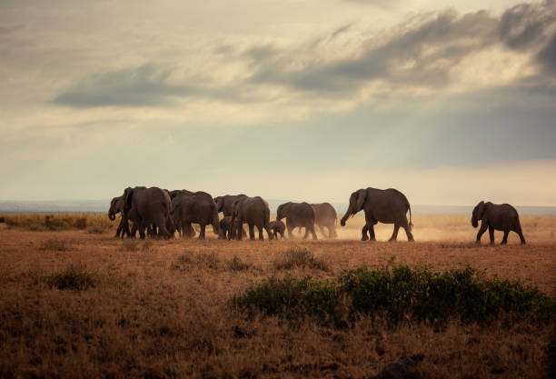 istock Elephants running in the sunset with sun shining thru the clowds 1981056257