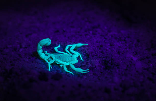 istock Black lit scorpion in the desert 1981058394