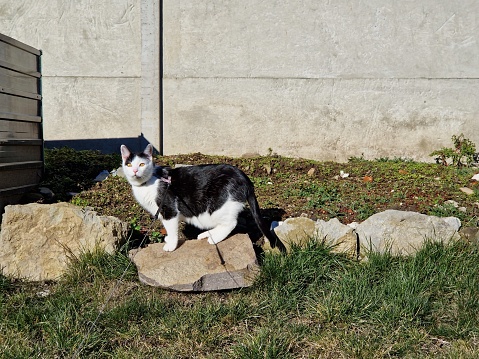 Felix, garden, rock, grass, cat is standing on the rock