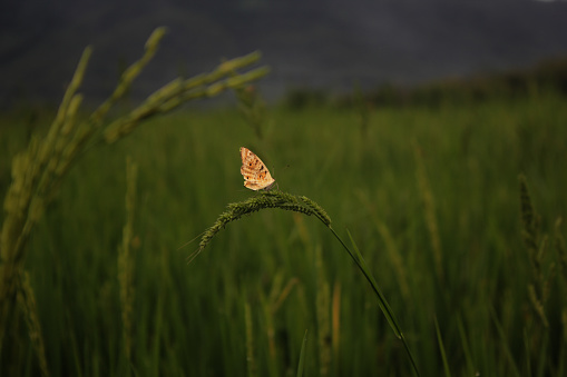 photo of butterfly on wild flower in the middle of rice paddy field in indonesia. beautiful landscape
