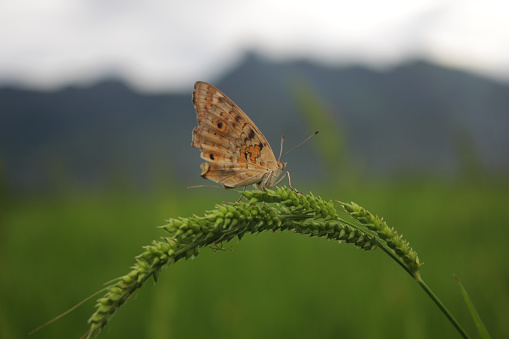 Orange Gulf Fritillary Butterfly standing on a flower drinking