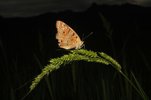 close up photo of butterfly on wild flower, isolated in black colour. flashed photo