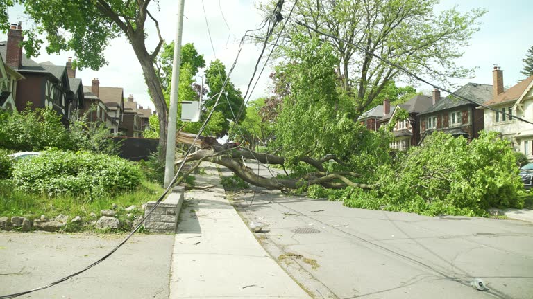 Tilt down shot revealing a massive tree that was uprooted by a large wind storm causing it to fall onto the powerlines cutting power to hundreds of people