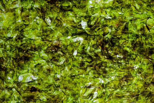 Detailed texture of pressed seaweed. Green dried seaweed with drops and fibers, macro photography of seaweed
