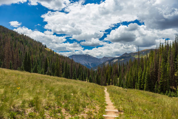 istock Mountain trail with log steps into the alpine forest 1981154539