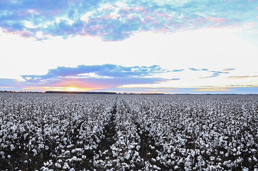 A cotton field in rural Arkansas with the sunset behind it