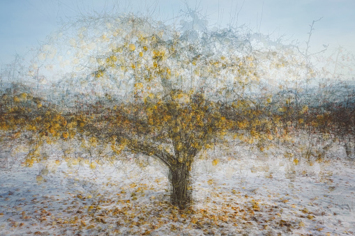 Yellow apples on tree and on snow-covered ground in Washington orchard.  Multiple Exposure (ME) image taken In The Round style of Pep Ventosa.