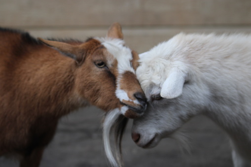 Cute photo of bonded goats