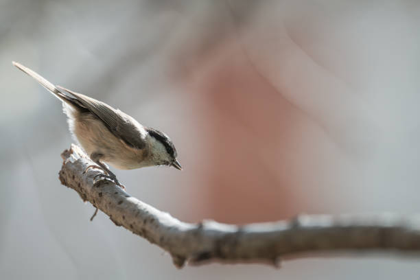 Black-Capped Chickadee or Willow tit (Poecile montanus), single bird on branch, bokeh background