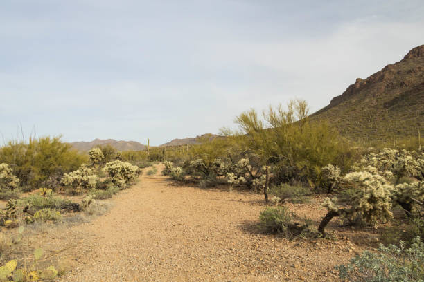 Desert landscape with a variety of cactus in Tucson Arizona
