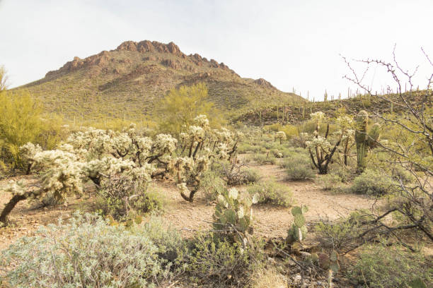 istock Desert landscape with cactus in Tucson Arizona 1981209269