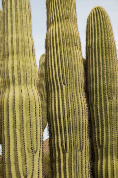istock Saguaro cactus spears in the desert 1981209300