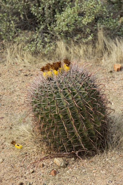 barrel cactus in the Sonoran desert
