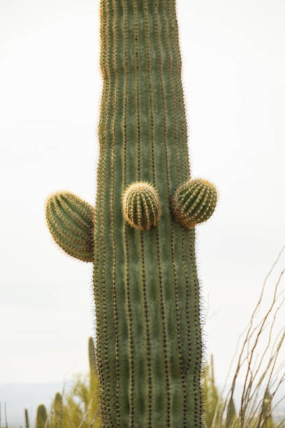 istock Saguaro cactus with multiple arms stands in the Sonoran desert 1981209823
