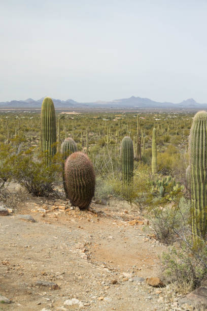 Saguaro National Park is a national park of the United States in southeastern Arizona.