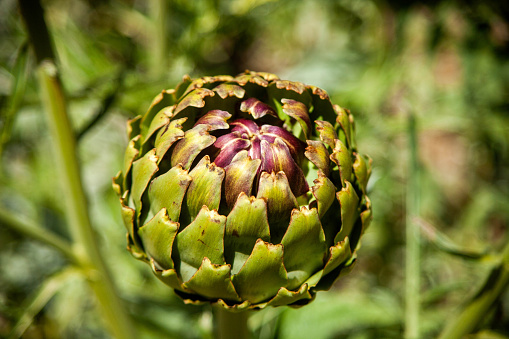 Serene artichoke plantation with lush greenery, a picturesque view of agriculture in harmony with nature's palette.
