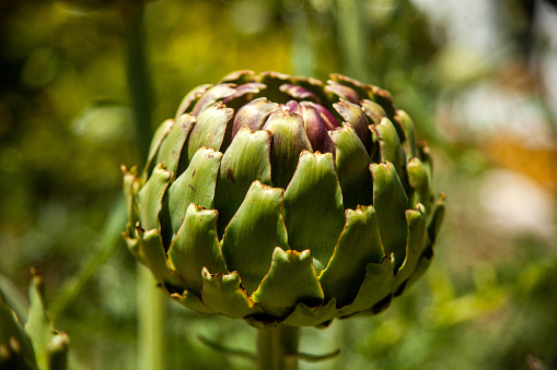 Serene artichoke plantation with lush greenery, a picturesque view of agriculture in harmony with nature's palette.