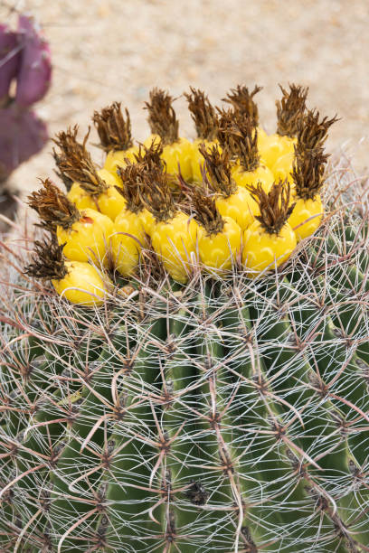 barrel cactus in the Sonoran desert