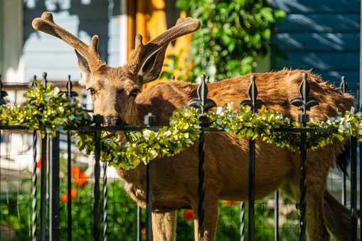 Antlered Deer Peeking over Iron Fence in Ouray Colorado