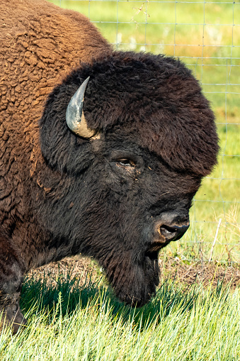 Buffalo in Rocky Mountain Arsenal National Wildlife Refuge, Colorado