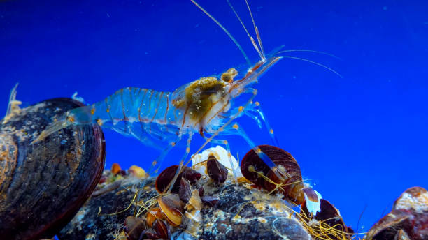 istock Rockpool shrimp (Palaemon elegans), crustacean underwater 1981232469