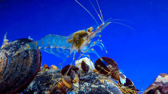 Rockpool shrimp (Palaemon elegans), crustacean underwater in the Black Sea looking for food on mussels