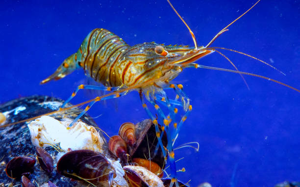 istock Rockpool shrimp (Palaemon elegans), crustacean underwater 1981232475