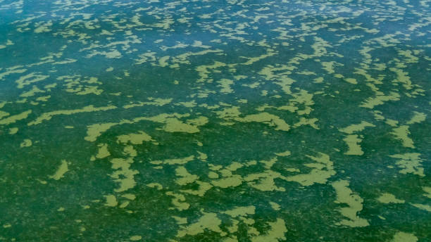 istock Algae float on the surface of the water in the Black Sea, a toxic blue-green algae (Nodularia spumigena) 1981233033