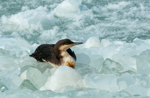 The black-throated loon (Gavia arctica), bird resting on floating ice in the Black Sea