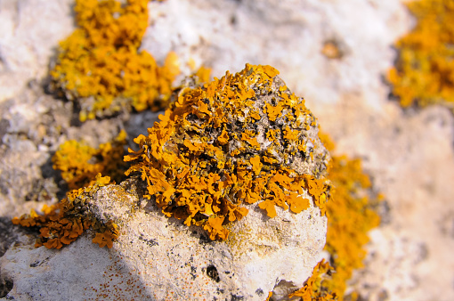 Yellow and gray lichens on coastal rocks and stones in eastern Crimea